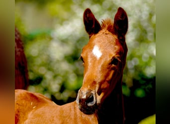 Westfaal, Merrie, 1 Jaar, Donkere-vos