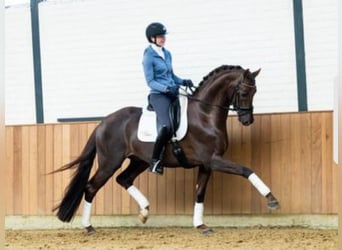 Westfaal, Merrie, 1 Jaar, Donkere-vos