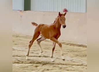 Westfaal, Merrie, 1 Jaar, Donkere-vos