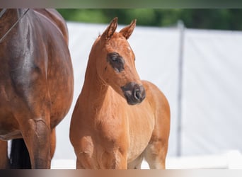 Westfaal, Merrie, 1 Jaar, Donkere-vos