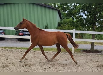 Westfaal, Merrie, 1 Jaar, Donkere-vos