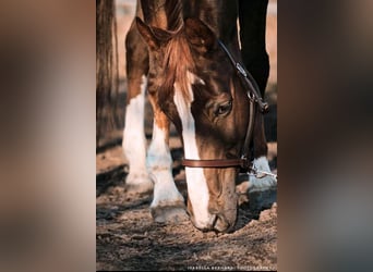 Westfaal, Merrie, 1 Jaar, Donkere-vos