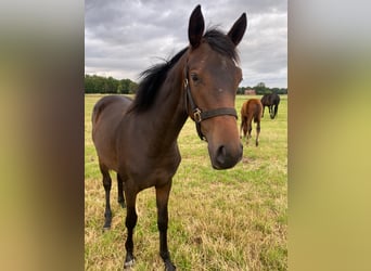 Westfaal, Merrie, 1 Jaar