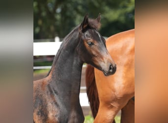 Westfaal, Merrie, 1 Jaar