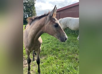 Westfaal, Merrie, 1 Jaar, kan schimmel zijn