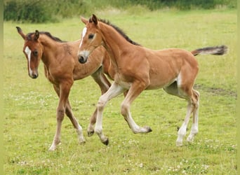 Westfaal, Merrie, 1 Jaar, Lichtbruin