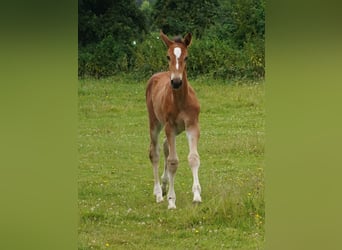 Westfaal, Merrie, 1 Jaar, Lichtbruin