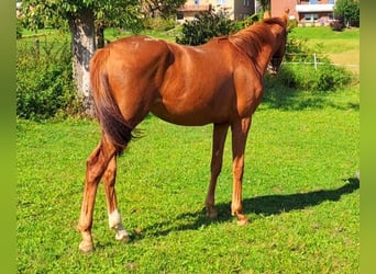 Westfaal, Merrie, 1 Jaar, Vos