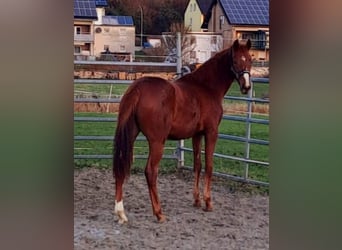 Westfaal, Merrie, 1 Jaar, Vos