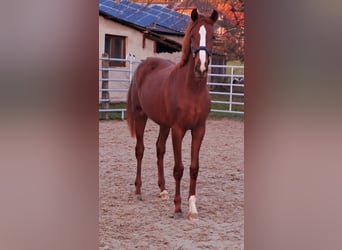 Westfaal, Merrie, 1 Jaar, Vos