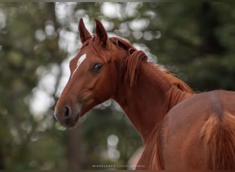 Westfaal, Merrie, 1 Jaar, Vos