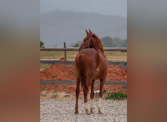 Westfaal, Merrie, 1 Jaar, Vos
