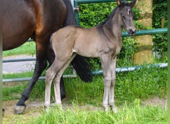 Westfaal, Merrie, 1 Jaar, Zwart