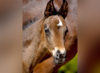 Westfaal, Merrie, 1 Jaar, Zwartbruin