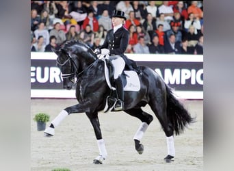 Westfaal, Merrie, 1 Jaar, Zwartbruin
