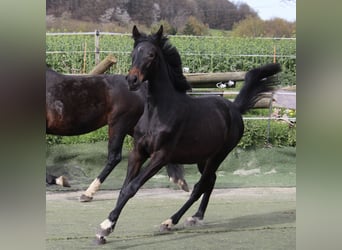 Westfaal, Merrie, 1 Jaar, Zwartbruin