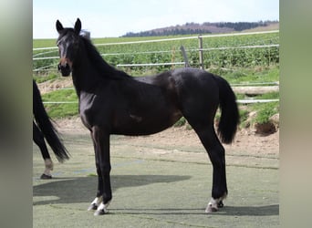 Westfaal, Merrie, 1 Jaar, Zwartbruin