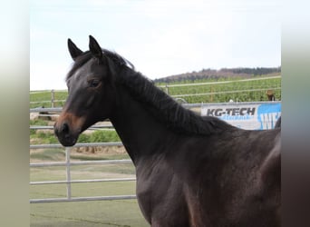 Westfaal, Merrie, 1 Jaar, Zwartbruin