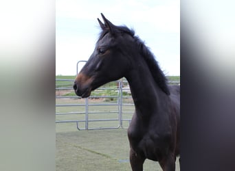 Westfaal, Merrie, 1 Jaar, Zwartbruin