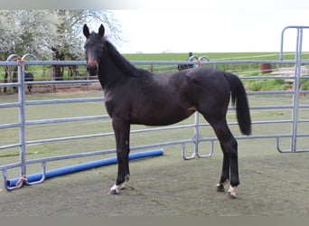 Westfaal, Merrie, 1 Jaar, Zwartbruin