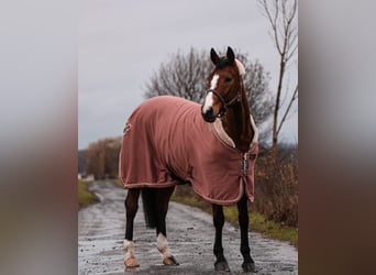 Westfaal, Merrie, 20 Jaar, 165 cm, Bruin