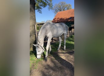Westfaal, Merrie, 20 Jaar, 167 cm, Schimmel