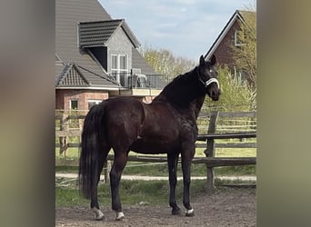 Westfaal, Merrie, 20 Jaar, Bruin