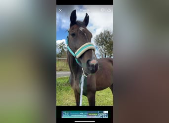 Westfaal, Merrie, 21 Jaar, 153 cm, Bruin