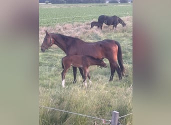 Westfaal, Merrie, 21 Jaar, 170 cm, Bruin
