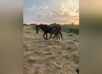 Westfaal, Merrie, 21 Jaar, 170 cm, Bruin