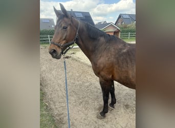 Westfaal, Merrie, 21 Jaar, 170 cm, Bruin