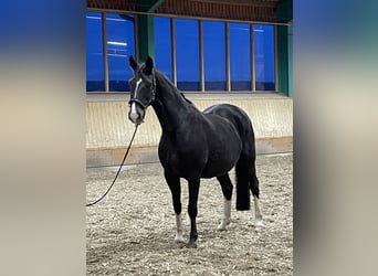 Westfaal, Merrie, 22 Jaar, 165 cm