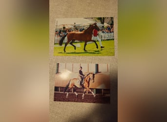 Westfaal, Merrie, 22 Jaar, 165 cm