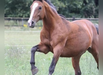 Westfaal, Merrie, 22 Jaar, 172 cm, Bruin