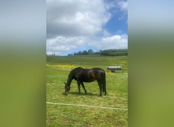 Westfaal, Merrie, 25 Jaar, 169 cm, Bruin
