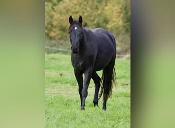 Westfaal, Merrie, 2 Jaar, 154 cm, Zwart