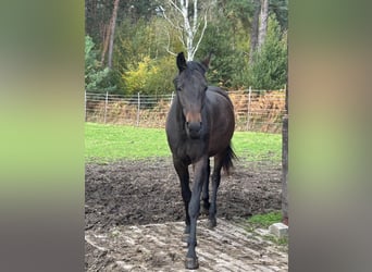 Westfaal, Merrie, 2 Jaar, 159 cm, Donkerbruin