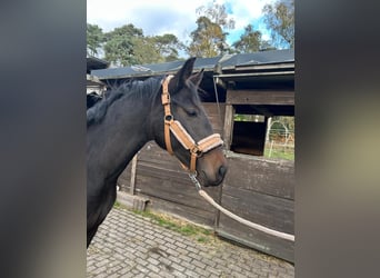 Westfaal, Merrie, 2 Jaar, 159 cm, Donkerbruin