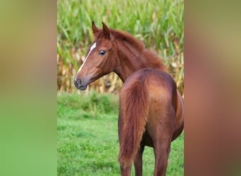 Westfaal, Merrie, 2 Jaar, 160 cm, Vos