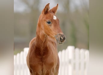 Westfaal, Merrie, 2 Jaar, 162 cm, Donkere-vos