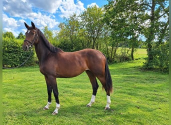Westfaal, Merrie, 2 Jaar, 163 cm, Bruin