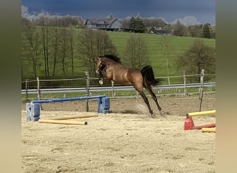 Westfaal, Merrie, 2 Jaar, 165 cm, Roodbruin
