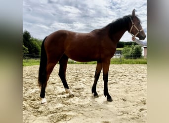 Westfaal, Merrie, 2 Jaar, 167 cm, Bruin