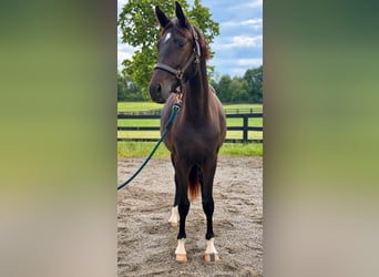 Westfaal, Merrie, 2 Jaar, 167 cm, Donkerbruin