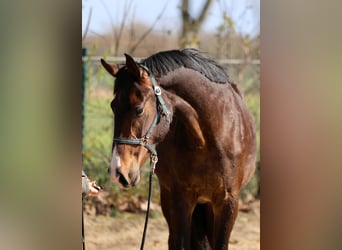 Westfaal, Merrie, 2 Jaar, 168 cm, Bruin