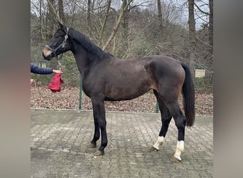 Westfaal, Merrie, 2 Jaar, 168 cm, Donkerbruin