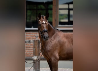 Westfaal, Merrie, 2 Jaar, 168 cm, Donkere-vos