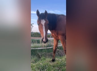 Westfaal, Merrie, 2 Jaar, 170 cm, Bruin