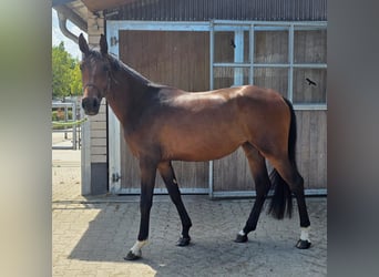 Westfaal, Merrie, 2 Jaar, 172 cm, Donkerbruin