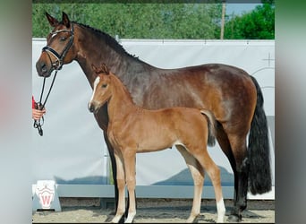 Westfaal, Merrie, 2 Jaar, 173 cm, Brauner